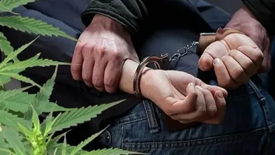 Внушительный «урожай» наркотиков собрало МВД РК