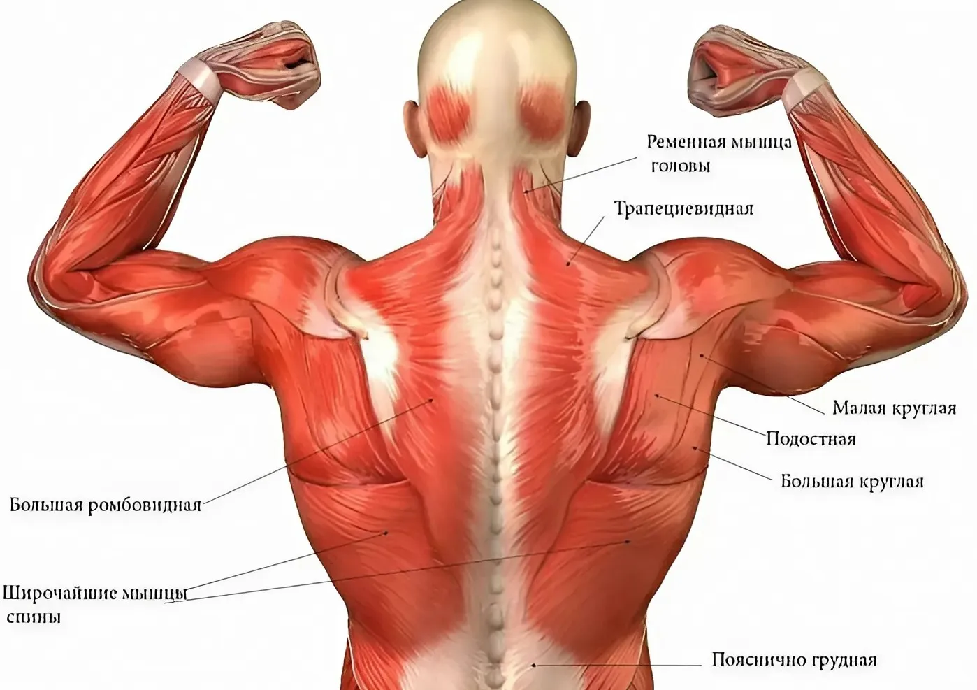 Анатомия мышц спины фото на sportnews.kz от 21 мая 2025 16:05