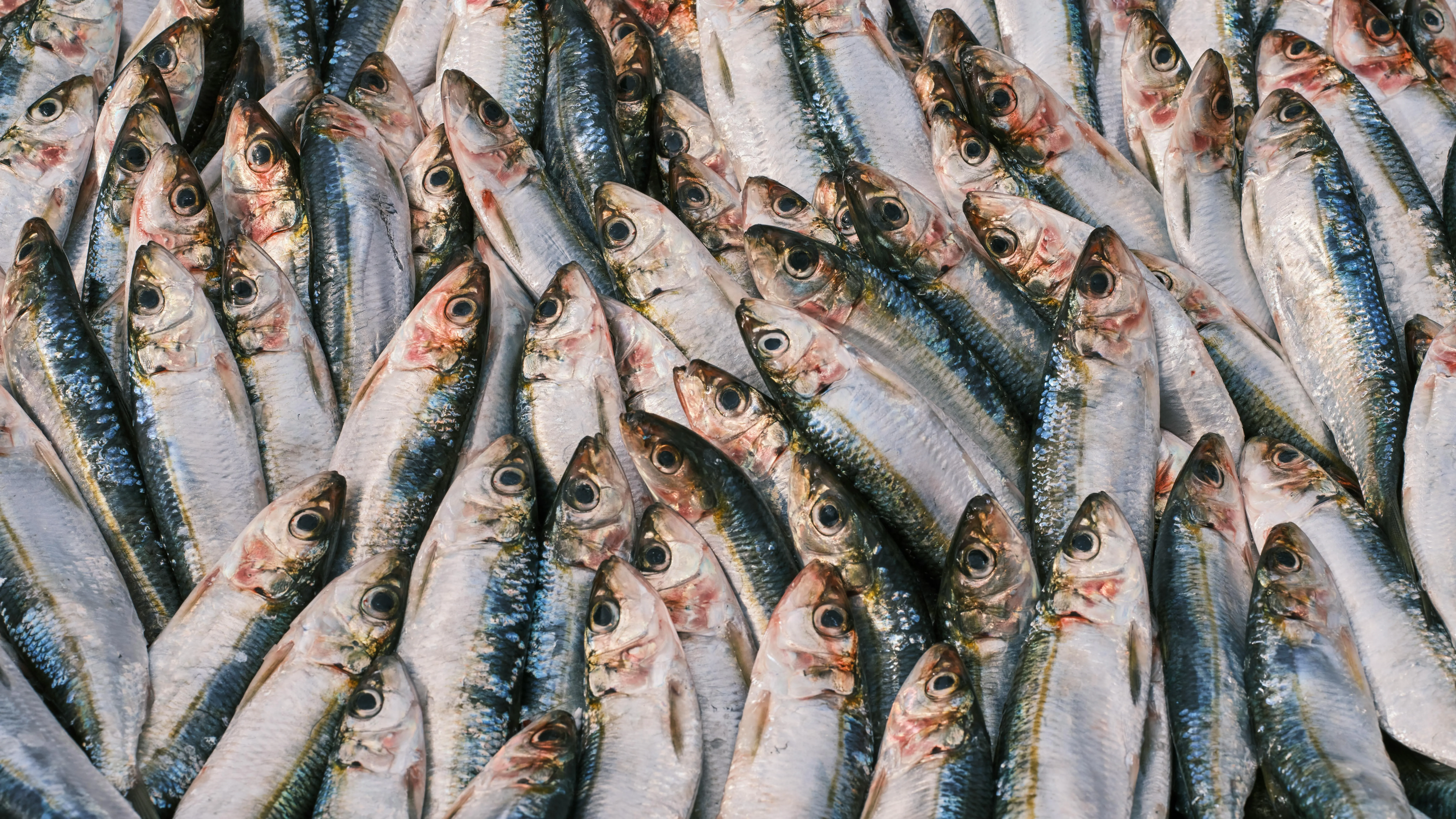 Pexels фото на taspanews.kz от 12 июня 2025 17:25