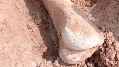 В СКО обнаружили огромную кость древнего животного
