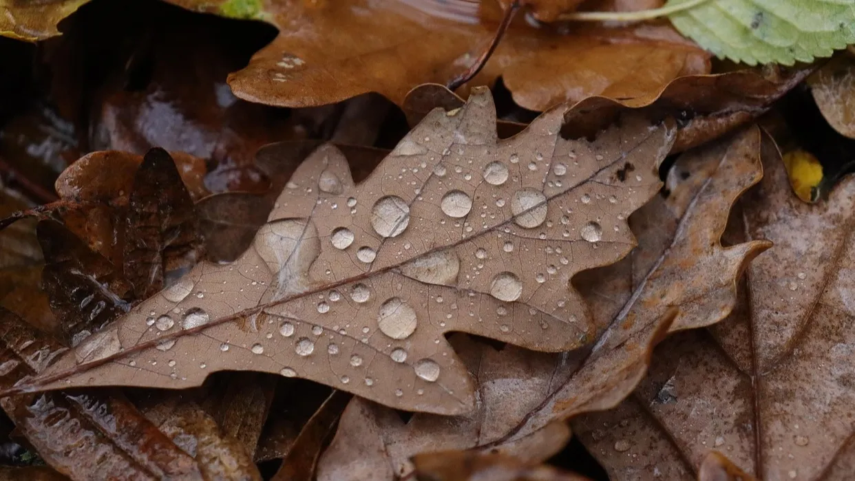 Иллюстративное фото Прогноз погоды на 28 октября: Астана, Алматы, Шымкент фото на taspanews.kz от 28 октября 2025 08:18