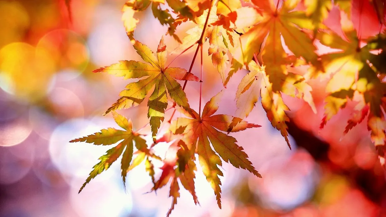 Иллюстративное фото Погода в Астане, Алматы и Шымкенте сегодня: ожидается дождь фото на taspanews.kz от 29 октября 2025 08:16