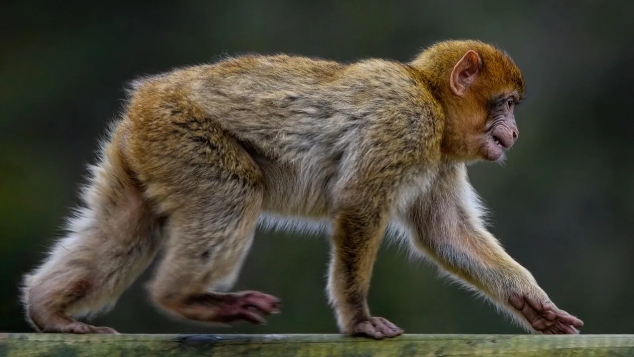 Иллюстративное фото В США сбежали зараженные подопытные обезьяны фото на taspanews.kz от 29 октября 2025 08:27