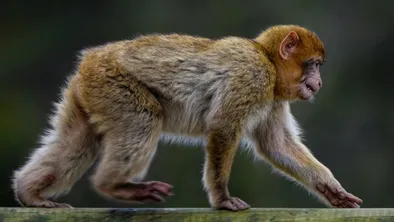 Иллюстративное фото В США сбежали зараженные подопытные обезьяны