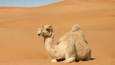 Иллюстративное фото Верблюд напал на ребенка в Кульсары