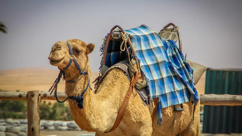 Нападение верблюда в Атырауской области: появилось видео фото на taspanews.kz от 30 октября 2025 08:32