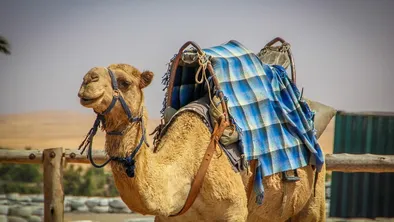 Иллюстративное фото Нападение верблюда в Атырауской области: появилось видео