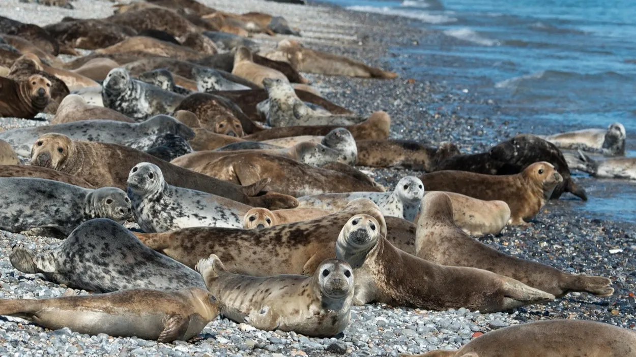 Тюлени снова массово гибнут у берегов Каспия фото на taspanews.kz от 04 ноября 2025 08:40