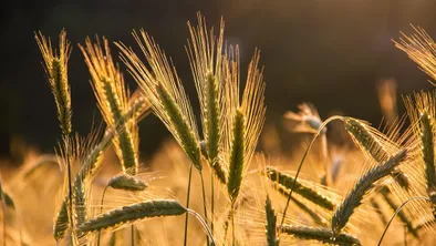 Казахстан начнет возить зерно в Норвегию