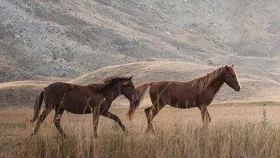 27 лошадей украли у фермера в Карагандинской области