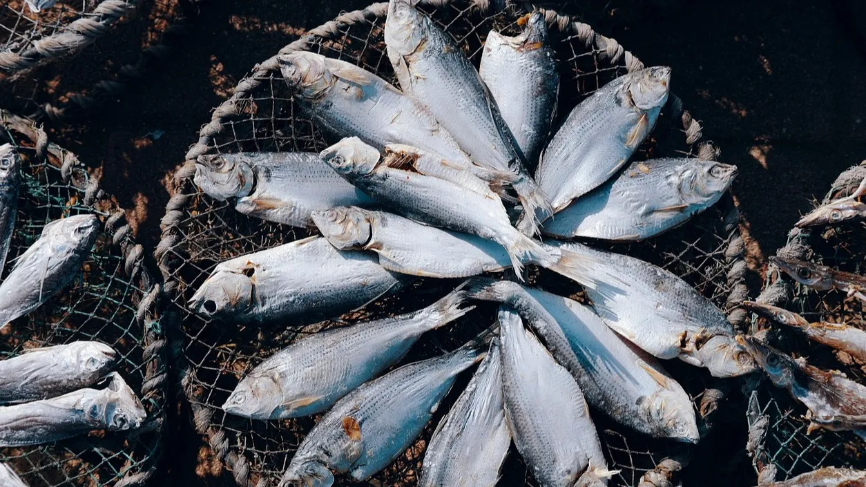 За незаконный экспорт судака осудили руководство "СПК Кызылорда Балык" фото на taspanews.kz от 10 ноября 2025 10:40