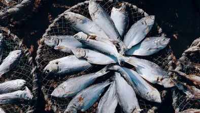 За незаконный экспорт судака осудили руководство "СПК Кызылорда Балык"