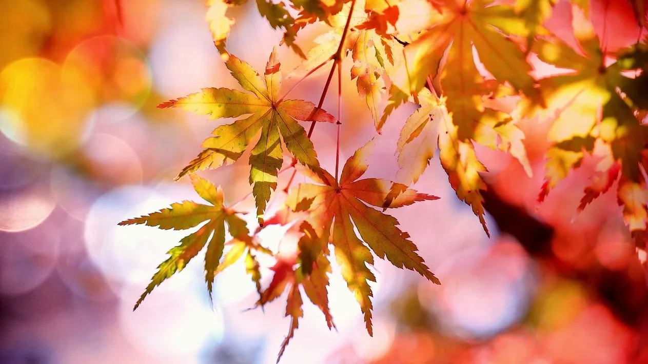 Астана, Алматы, Шымкент: прогноз погоды на сегодня фото на taspanews.kz от 11 ноября 2025 08:24