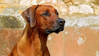 В Кокшетау на подростка напали бездомные собаки