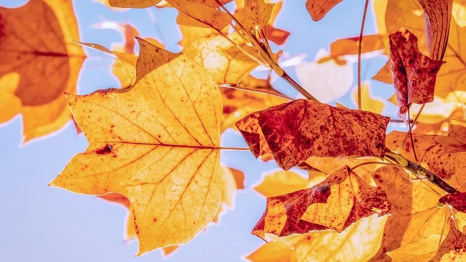 Снег и тепло: какая погода ожидает жителей Астаны, Алматы и Шымкента сегодня? фото на taspanews.kz от 12 ноября 2025 08:40