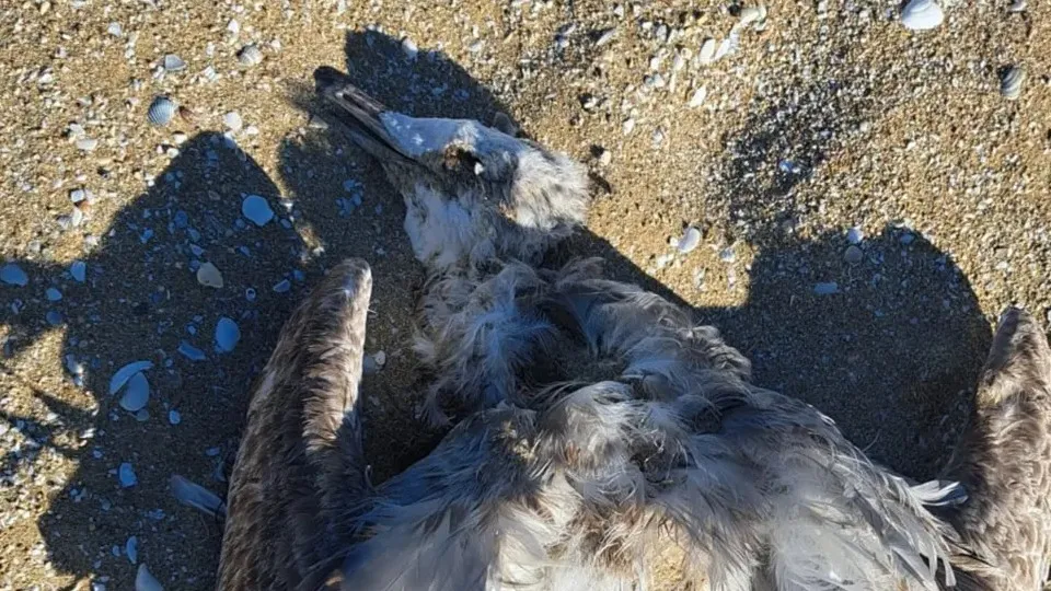 Птицы массово гибнут на берегах Каспия фото на taspanews.kz от 12 ноября 2025 10:14