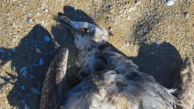 Птицы массово гибнут на берегах Каспия