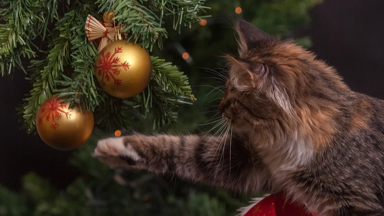 Центральные улицы Алматы украсят за 200 млн тенге фото на taspanews.kz от 12 ноября 2025 11:49