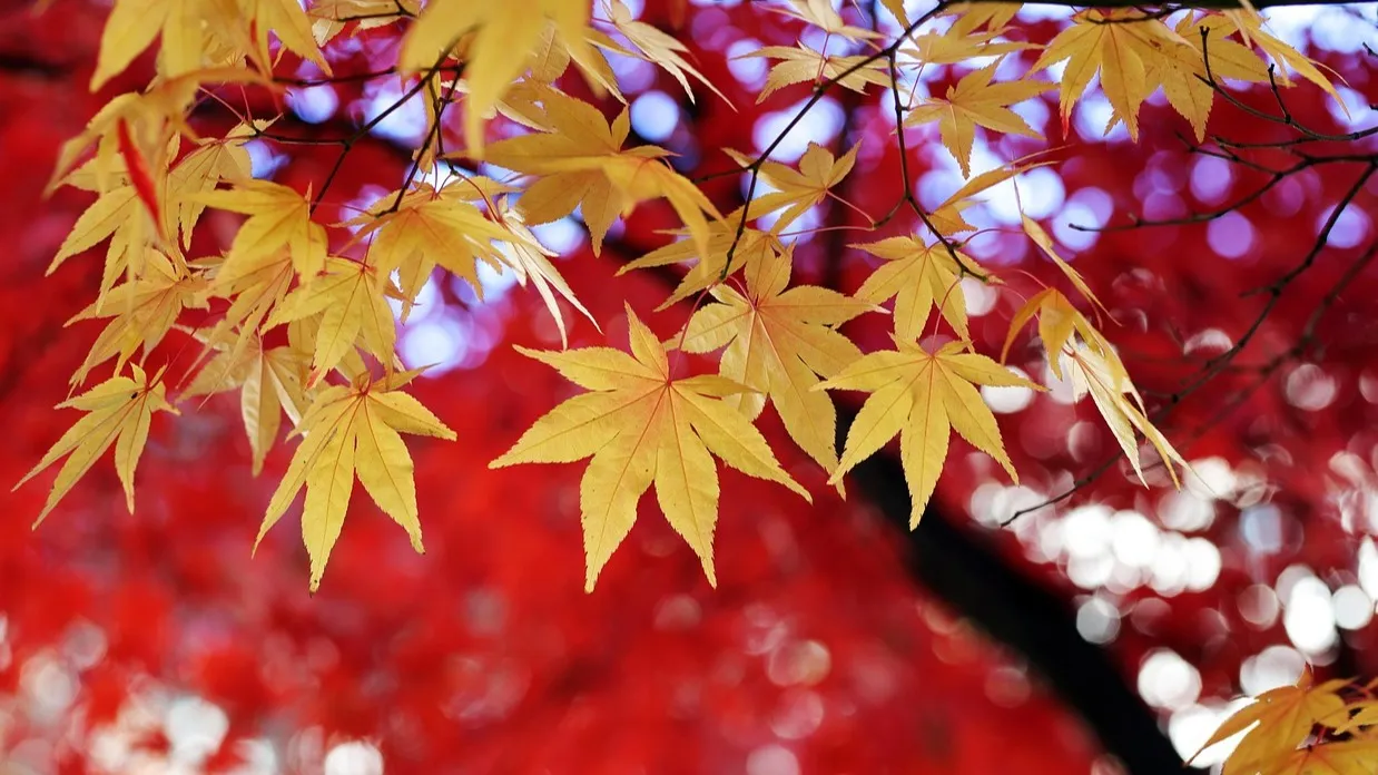 Астана, Алматы, Шымкент: прогноз погоды на сегодня фото на taspanews.kz от 13 ноября 2025 08:19