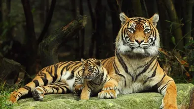 Амурских тигров получит Казахстан от России