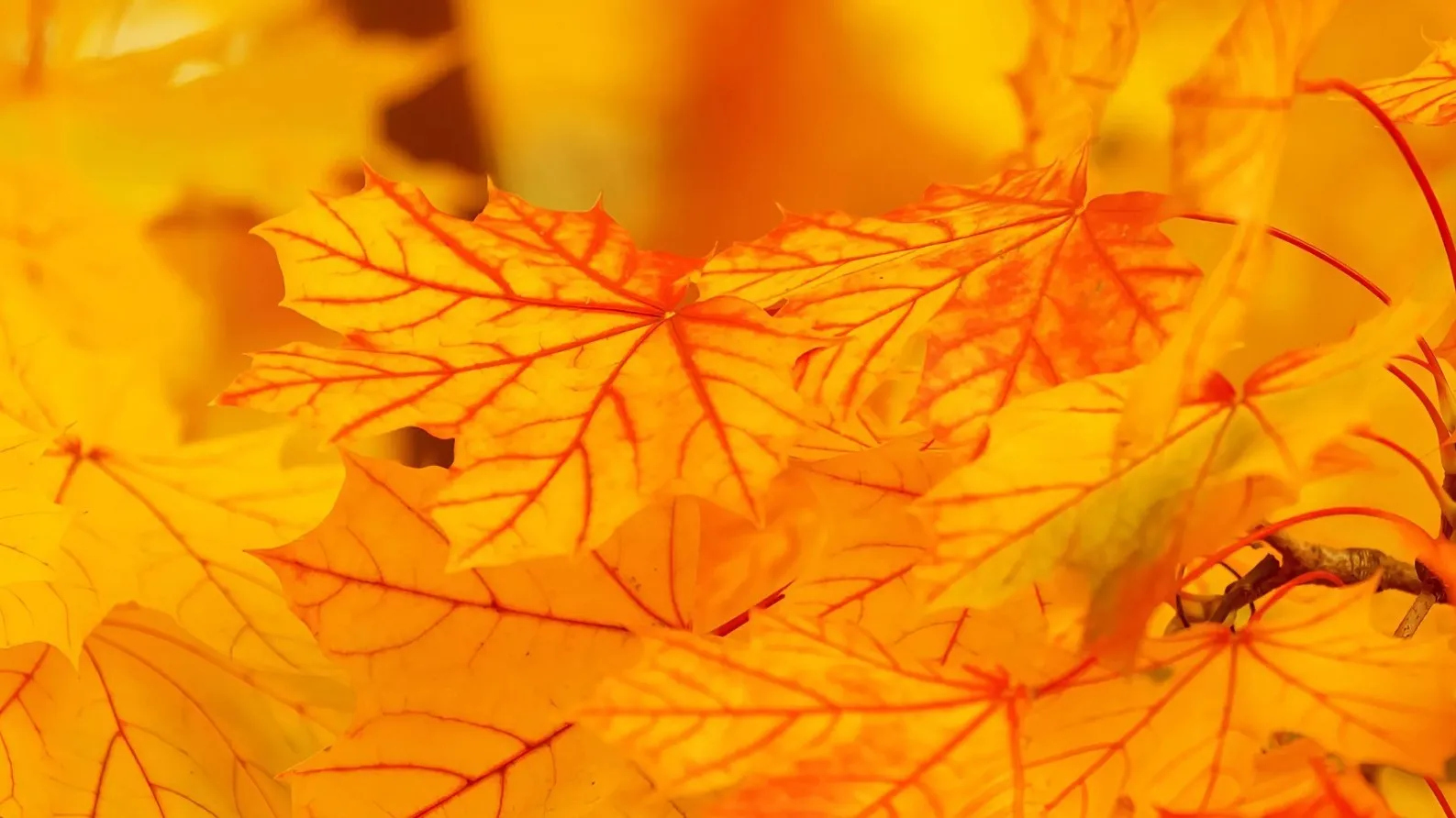 Погода на сегодня: в мегаполисах без осадков фото на taspanews.kz от 19 ноября 2025 08:27