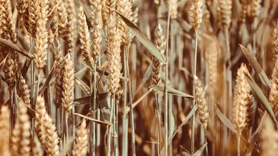 В СКО женщина скончалась на сельхозпредприятии