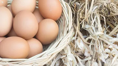 Крупную партию контрабандных яиц обнаружили на границе с Россией