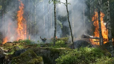 Пожар в Иле-Алатауском Нацпарке: видео