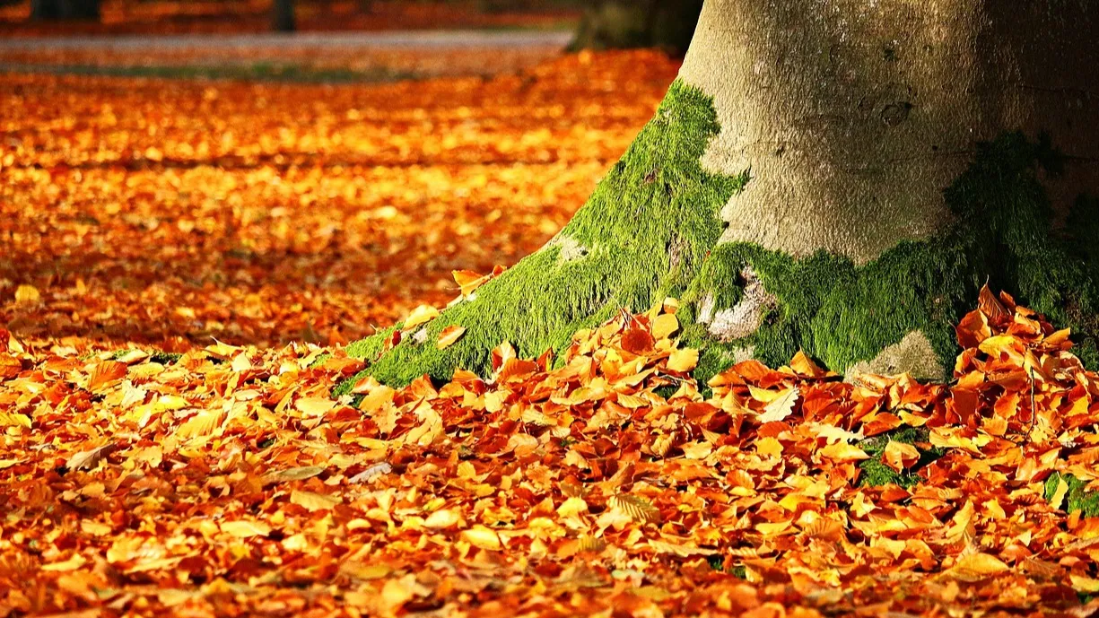 Снова без снега: погода на сегодня в Астане, Алматы и Шымкенте фото на taspanews.kz от 26 ноября 2025 08:44