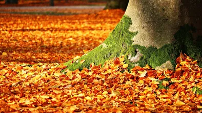 Снова без снега: погода на сегодня в Астане, Алматы и Шымкенте