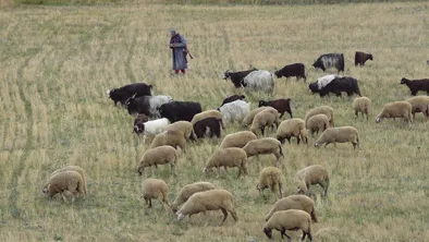 Голодного пастуха нашли в Жамбылской области 