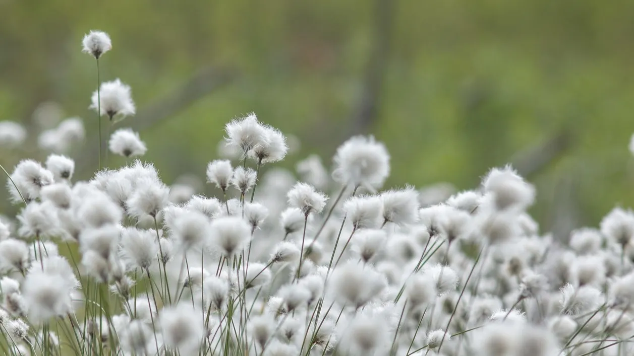 Китайская компания выделит 200 млрд тенге на производство хлопковой одежды в Туркестанской области фото на taspanews.kz от 02 декабря 2025 09:48