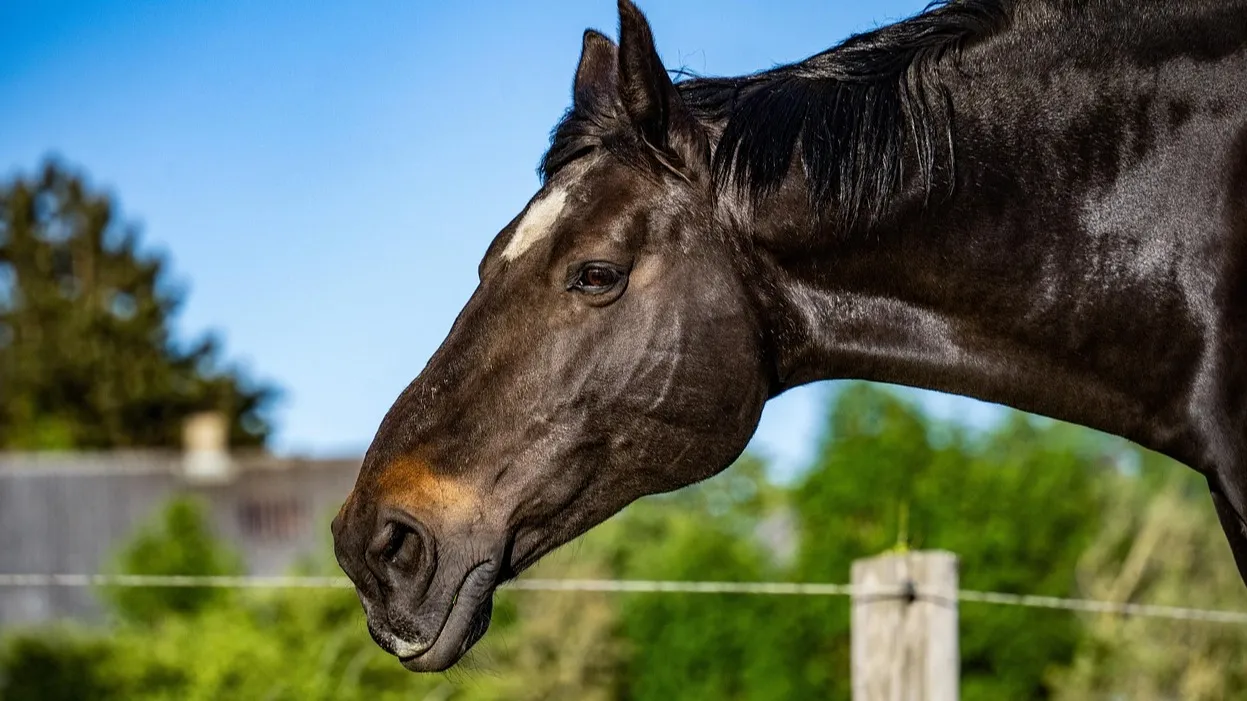 Смертельное ДТП с участием лошади произошло в ЗКО фото на taspanews.kz от 03 декабря 2025 08:41