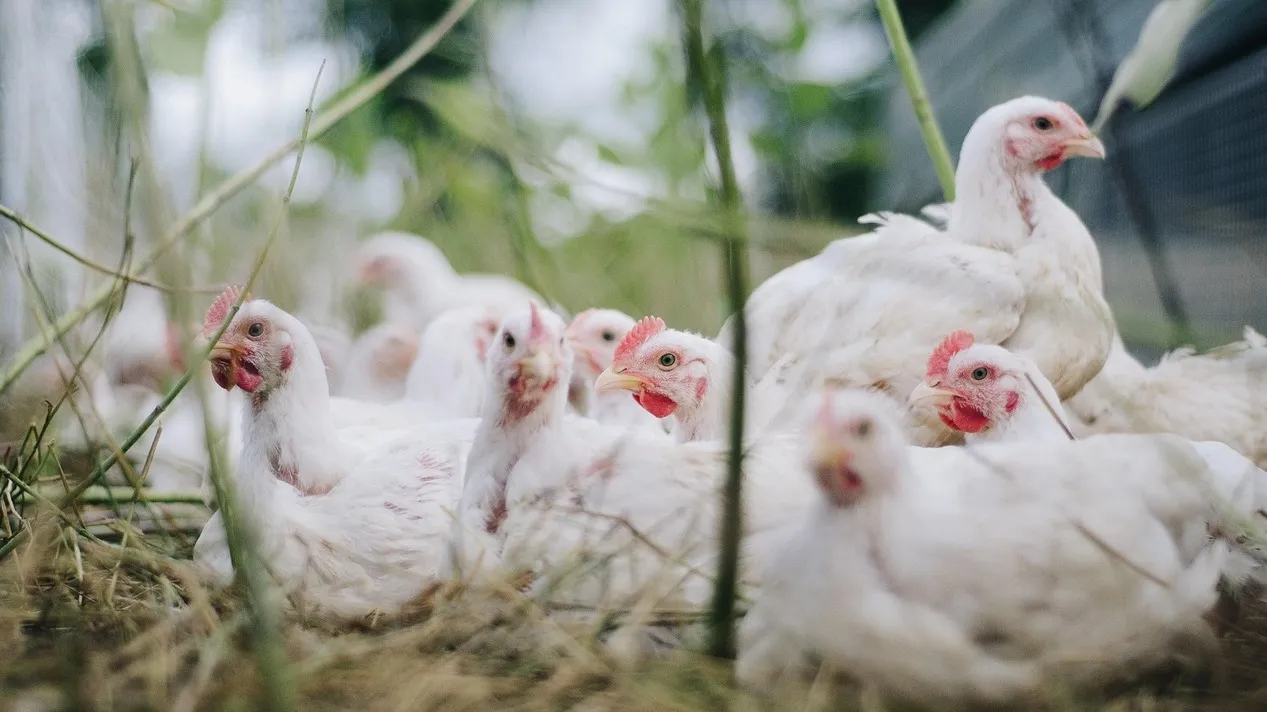 Массовая смерть птиц в СКО: выплатит ли акимат компенсацию? фото на taspanews.kz от 04 декабря 2025 16:53