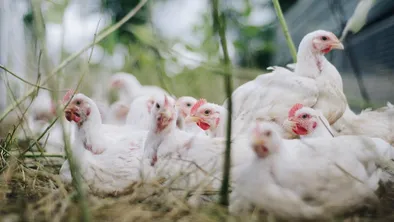 Массовая смерть птиц в СКО: выплатит ли акимат компенсацию?