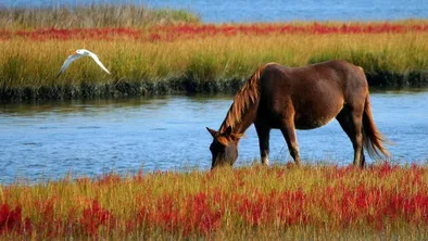 В Туркестанской области водителя зажало в автобусе из-за лошади