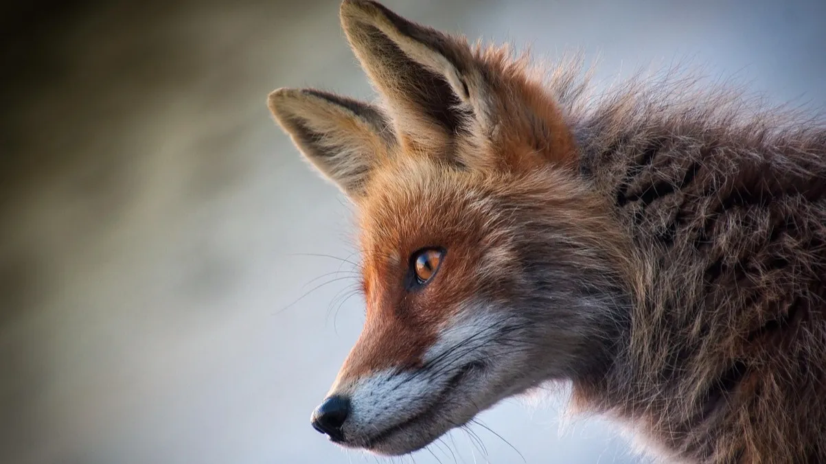 В Акмолинской области бешеная лиса наводит страх на местных жителей фото на taspanews.kz от 09 декабря 2025 09:07