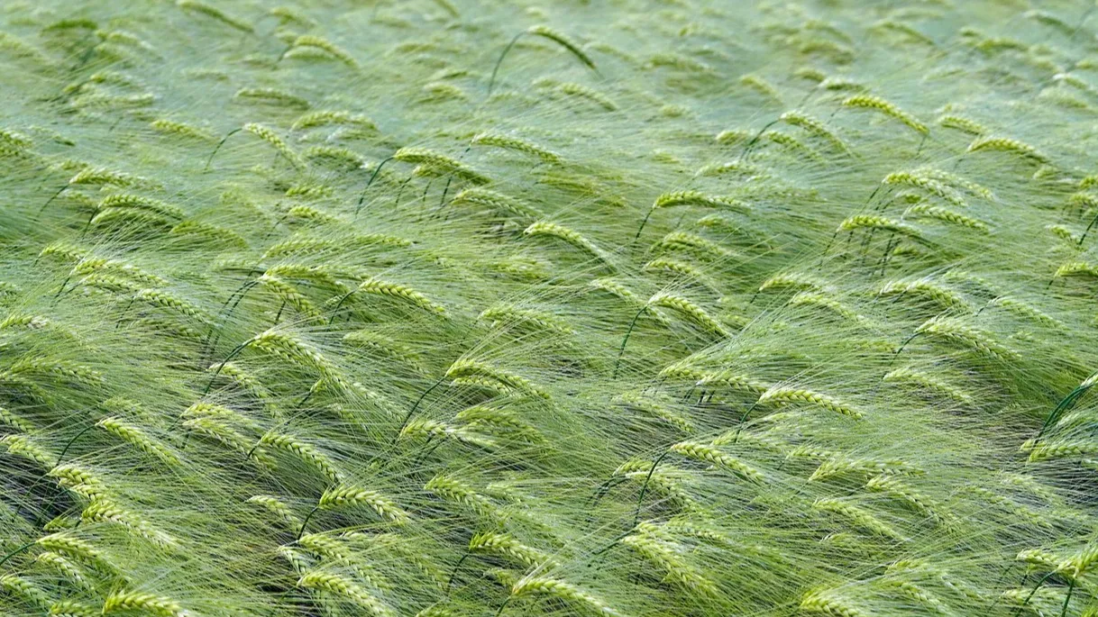 Об ограничении воды для аграриев заявил Бектенов фото на taspanews.kz от 09 декабря 2025 10:41