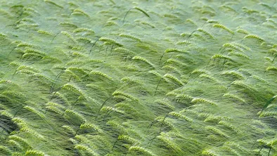 Об ограничении воды для аграриев заявил Бектенов