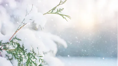 Акимат Алматы борется с последствиями ночного снегопада