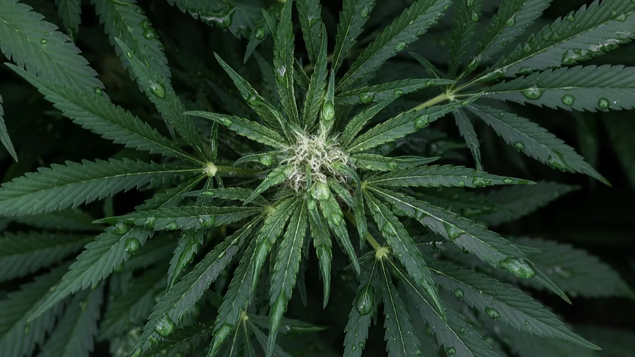 16 кг гашиша изъяли в Алматы в ходе спецоперации фото на taspanews.kz от 22 декабря 2025 10:02