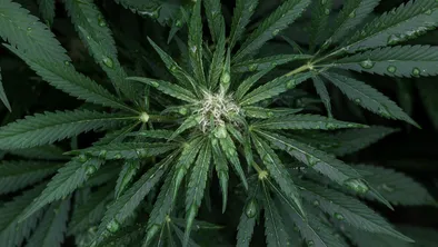 16 кг гашиша изъяли в Алматы в ходе спецоперации