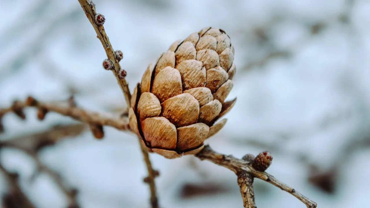 В Астане снег, в Алматы и Шымкенте плюсовая температура фото на taspanews.kz от 23 декабря 2025 08:36