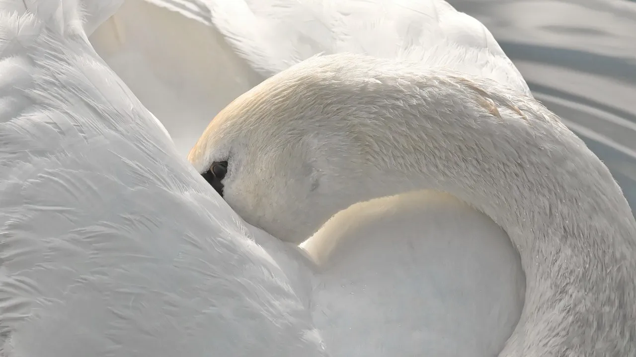 В ВКО спасли раненного лебедя фото на taspanews.kz от 26 декабря 2025 11:35