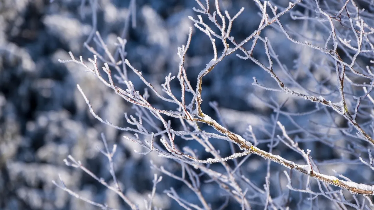 Погода в Астане, Алматы и Шымкенте сегодня фото на taspanews.kz от 30 декабря 2025 08:22