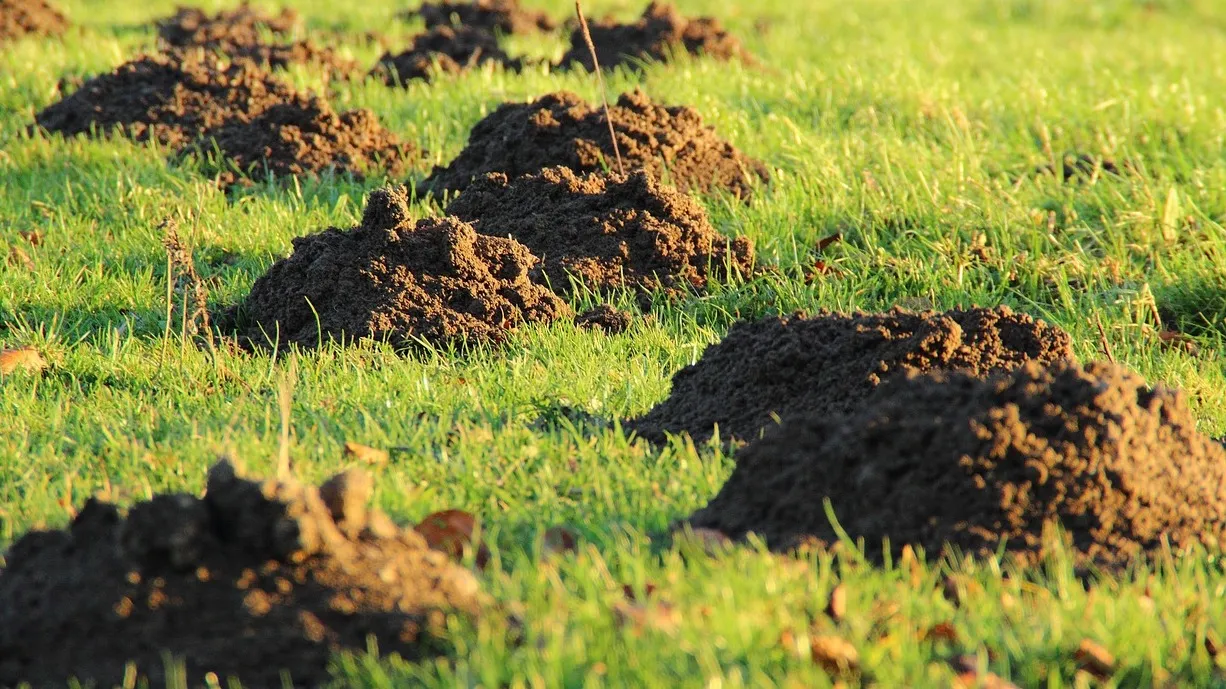 В Акмолинской области во владение государством вернули более 23 тыс. га земли фото на taspanews.kz от 05 января 2026 16:03