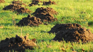 В Акмолинской области во владение государством вернули более 23 тыс. га земли
