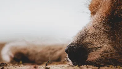 В ВКО мужчина убил щенка, сбросив его с высоты