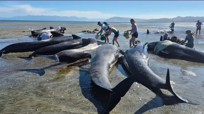 Массовый выброс китов на берег произошел в Новой Зеландии фото на taspanews.kz от 09 января 2026 12:35