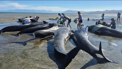 Массовый выброс китов на берег произошел в Новой Зеландии